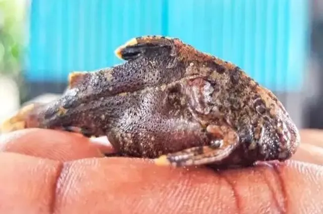 দামোদরে বিষাক্ত ক্যাট ফিসের হানা