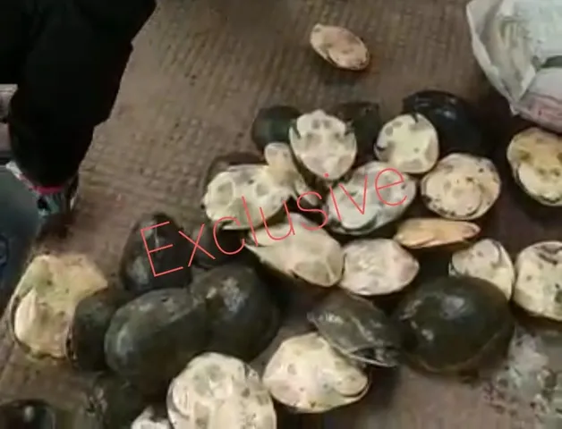 ডেবরায় উদ্ধার বিপুল সংখ্যক কচ্ছপ