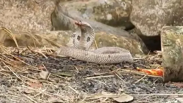 নেউলের আক্রমণে কাহিল বিষধর সাপ