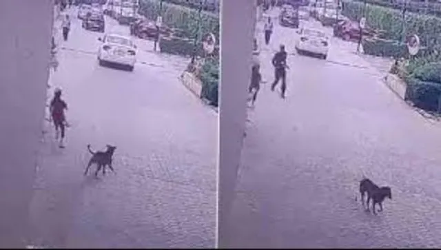 কিশোরীকে কামড়াতে উদ্যত রাস্তার কুকুর, বাঁচালেন নিরাপত্তারক্ষীরা