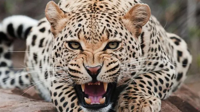 চিতাবাঘের হামলার আতঙ্কে বন্ধ হল স্কুলের দরজা