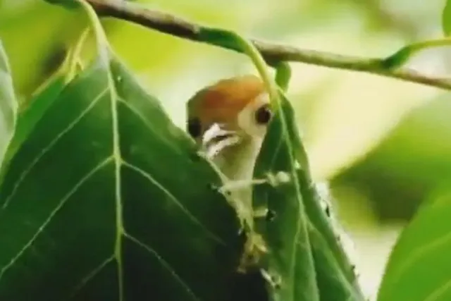 দেখুন পাখির বাসা বানানোর ভিডিও