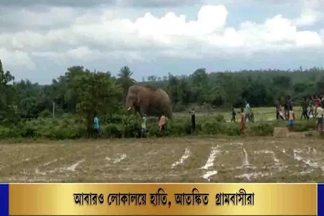 আবারও লোকালয়ে হাতি, আতঙ্কিত গ্রামবাসীরা