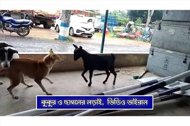 ভাইরাল ভিডিও : কুকুর ও ছাগলের লড়াই