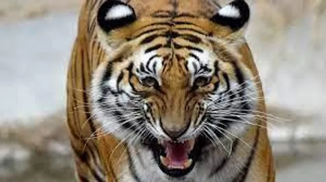 বাঘের আক্রমণে মর্মান্তিক মৃত্যু দুজনের