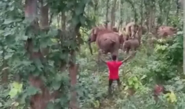 ফের ঝাড়গ্রামে হাতিকে উত্যক্ত করার ভিডিও ভাইরাল!