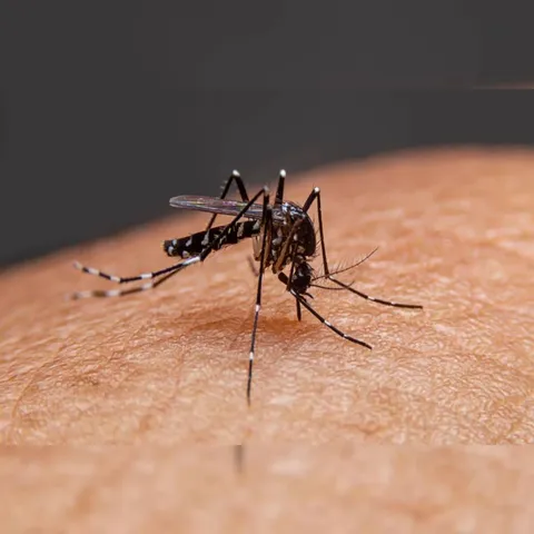 ডেঙ্গি আক্রান্ত হয়ে পূর্ত দফতরের কর্মীর মৃত্যু