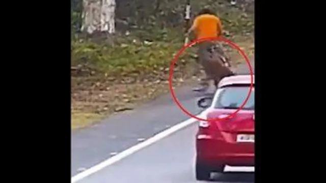 পাহাড়ের খাঁজ থেকে সাইকেল আরোহীর উপর লাফিয়ে পড়ল বাঘ, দেখুন ভিডিও