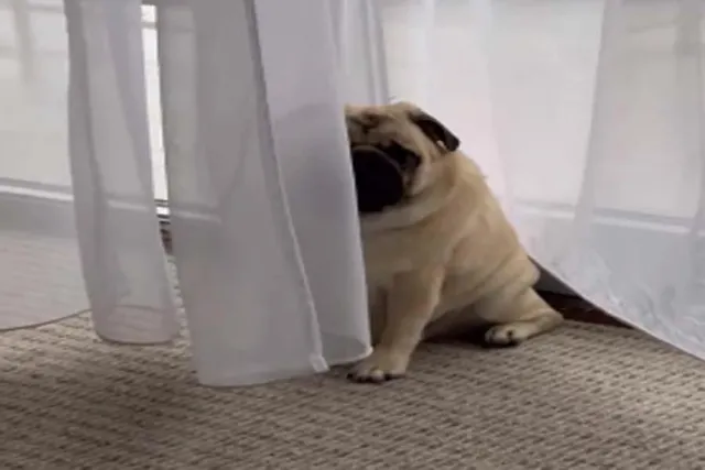 কুকুরকে কখনও লজ্জা পেতে দেখেছেন? ভিডিও দেখে হাসতে হাসতে লুটোপুটি খাবেন আপনিও