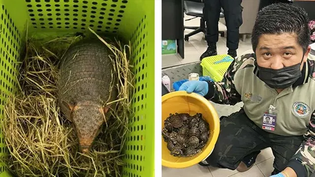 আর্মাডিলো, শজারু নিয়ে ধৃত দুই ভারতীয় মহিলা