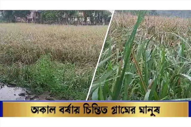 অকাল বর্ষণে চিন্তিত চাষিরা