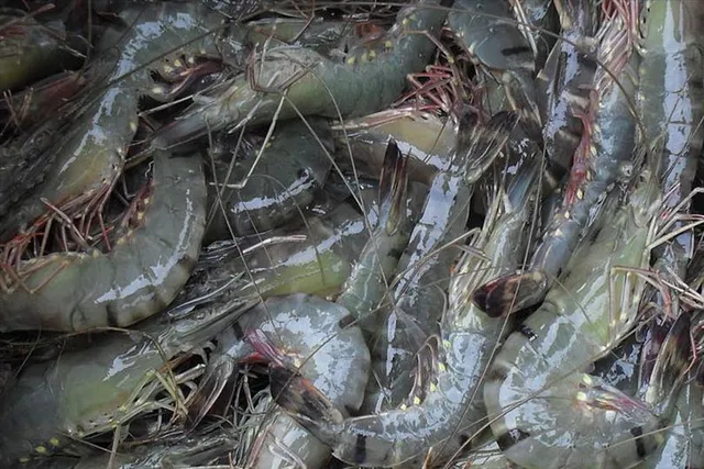 চৌবাচ্চায় বাগদা চিংড়ি চাষের কৌশল