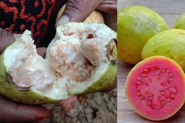 হারিয়ে যাচ্ছে গোলাপি পেয়ারা!