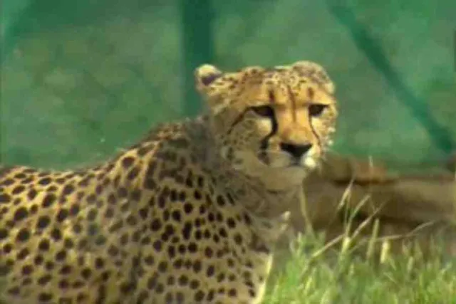 নামিবিয়াকে ধন্যবাদ জানালেন নরেন্দ্র মোদী