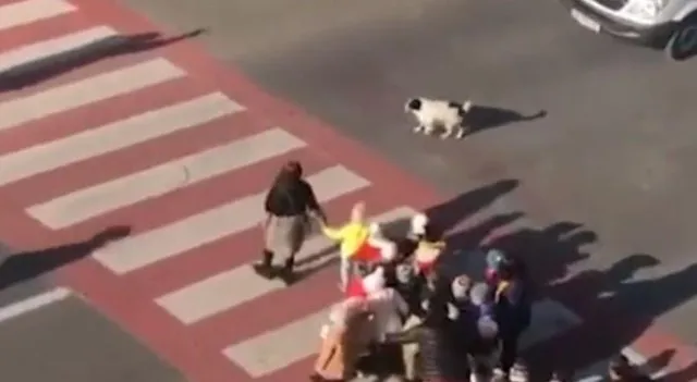 আইন ভাঙলেই চিৎকার, তাড়া ছোট্ট কুপাতার! নতুন ট্রাফিক পুলিশকে দেখে তারিফের বন্যা