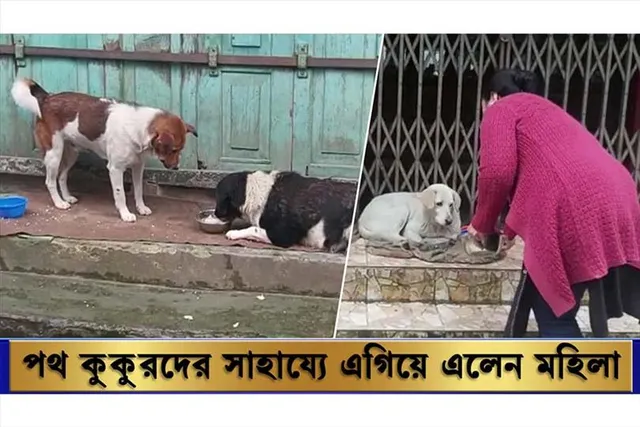 করোনা পরিস্থিতিতে পথ কুকুরদের তিনবেলা খাবার দিচ্ছেন রাধিকা
