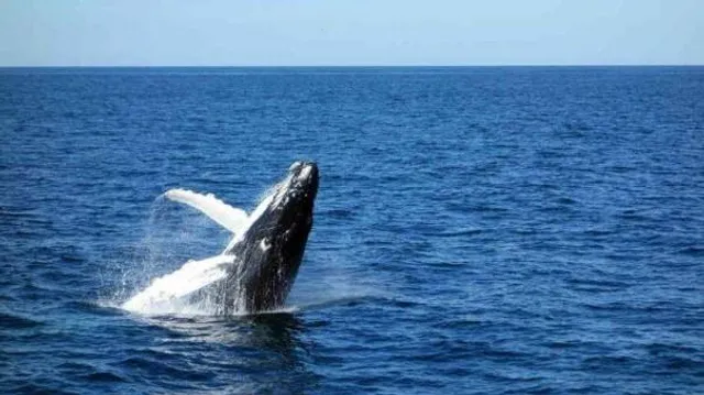 তিমির সঙ্গে ধাক্কায় বোট উল্টে পাঁচ জনের মৃত্যু