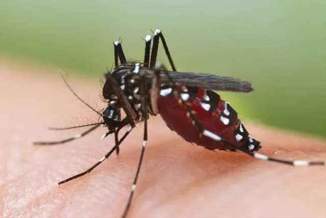 অক্টোবর মাসে আরও মাথাচাড়া দিতে পারে ডেঙ্গু
