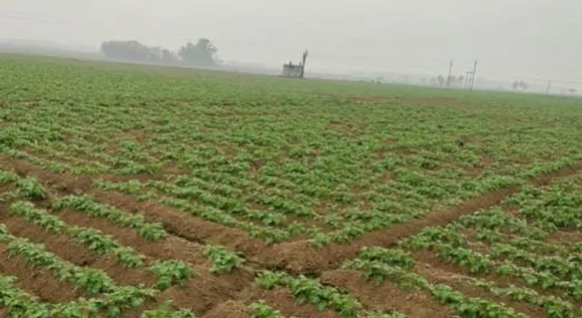 আবহাওয়ার খামখেয়ালিপনায় চরম দুশ্চিন্তায় আলুচাষিরা