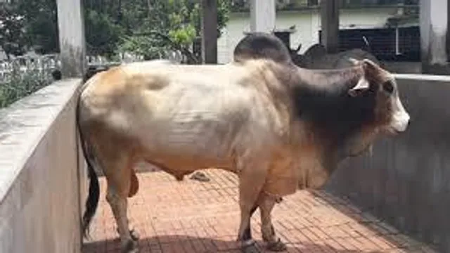 ষাঁড়ের আতঙ্কে রাতের ঘুম উড়েছে চন্দ্রকোনার মল্লেশ্বর পুর এলাকার বাসিন্দাদের