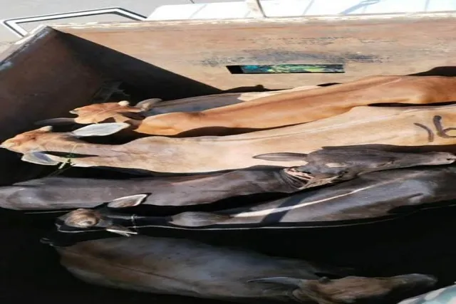 ফের গরু পাচার রুখল বিএসএফ