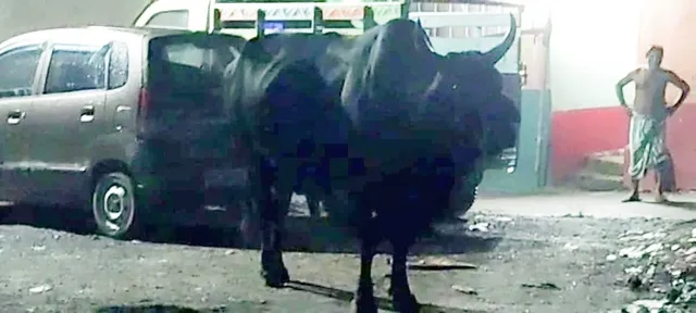 ষাঁড়ের তাণ্ডবে আতঙ্কিত অন্ডাল বাজারের মানুষ!