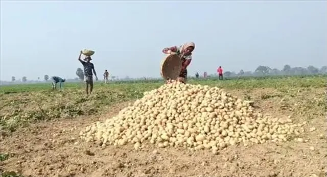 চরম ক্ষতির মুখে আলু চাষিরা