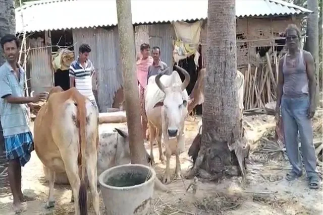 গরু চুরির ঘটনায় পুলিশি তৎপরতা