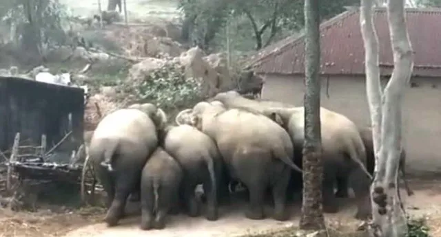 ঝাড়গ্রামের কুণ্ডলডিহি এলাকায় হাতির তাণ্ডব অব্যাহত, হাতির হামলায় মৃত্যু গবাদিপশুর