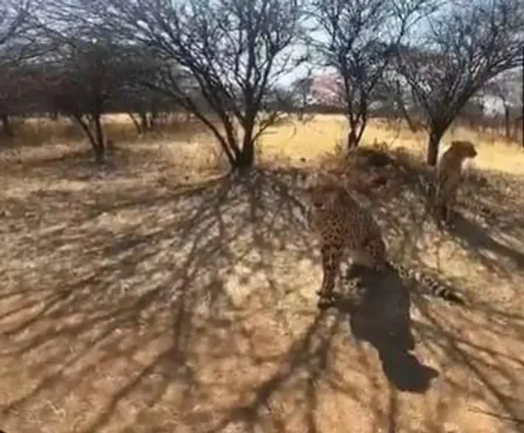 আগামী কাল নামিবিয়া থকে মধ্যপ্রদেশের কুনো অভয়ারণ্যে আসছে এই দুই চিতা, দেখুন ভিডিও