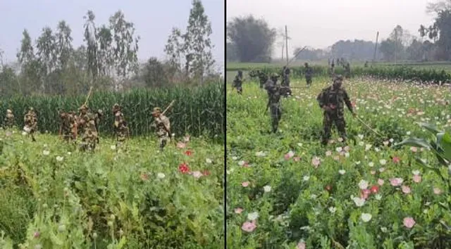 অবৈধ পোস্ত ক্ষেতে অভিযান, মাথাভাঙ্গায় পোস্ত ক্ষেত নষ্ট করল বিএসএফ