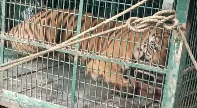 অবশেষে ধরা দিল বাঘ!