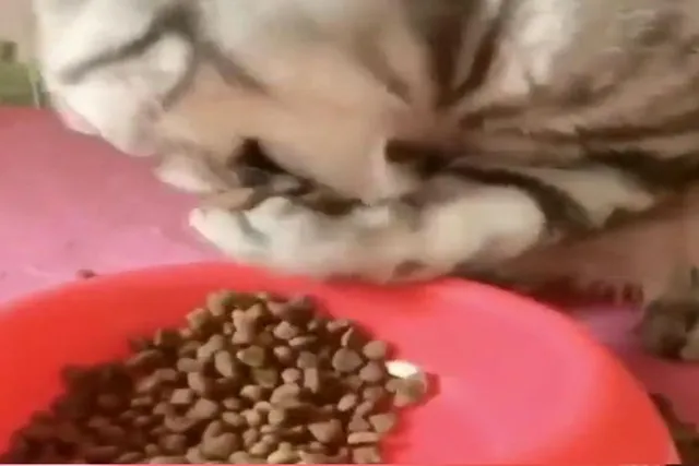 মানুষের মত করে খাবার খাচ্ছে বিড়াল, দেখুন ভিডিও