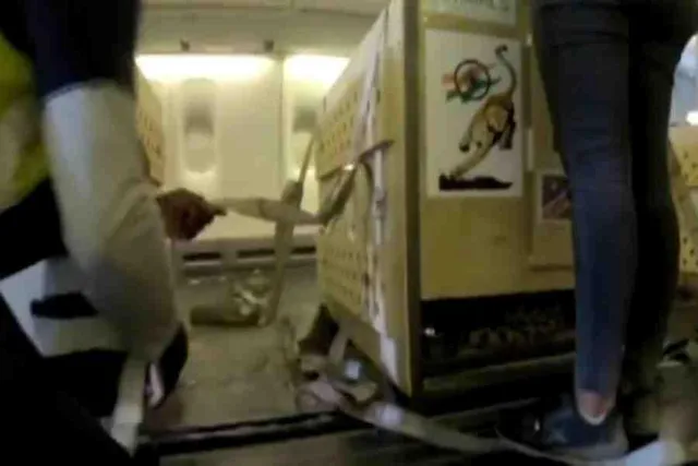 ভারতে নামিবিয়ার চিতা, দেখুন ভিডিও