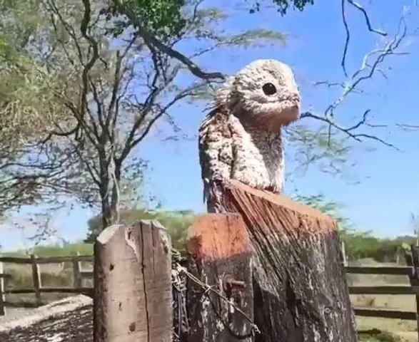 এমন পাখি আপনারও মনে কৌতুহল জাগাবে, দেখুন ভিডিও