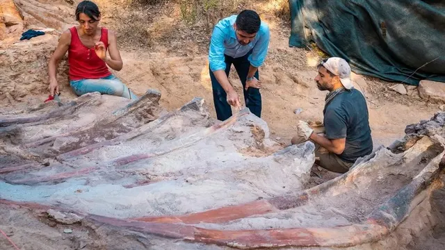 বাড়ির উঠোনে ৮২ ফুট লম্বা ডাইনোসরের কঙ্কাল!