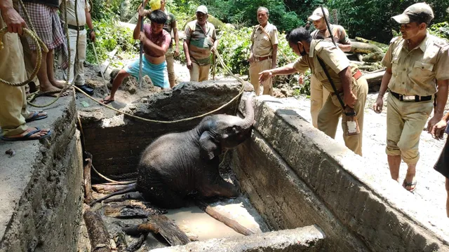 জলের ট্যাংকে পড়ে গেল হস্তি শাবক