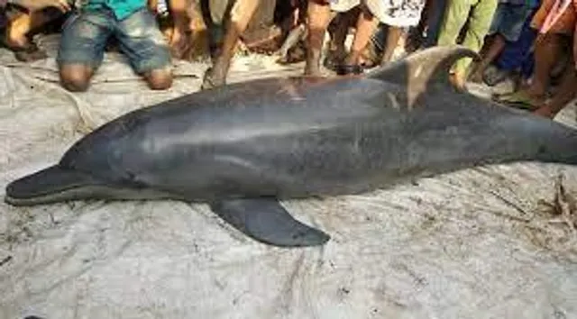 খাস কলকাতায় লঞ্চের ধাক্কায় মৃত্যু ডলফিনের