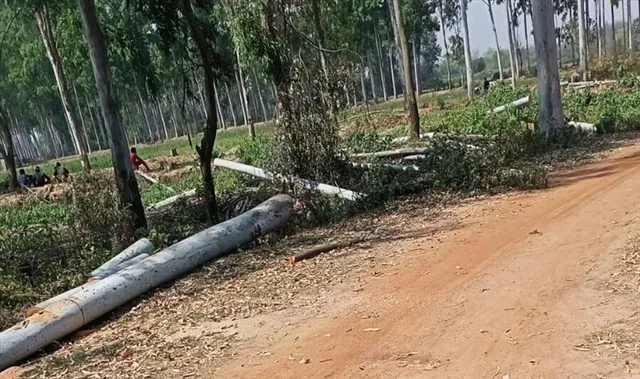 বন দফতরের অনুমতি ছাড়াই নির্বিচারে বৃক্ষছেদন গড়বেতায়