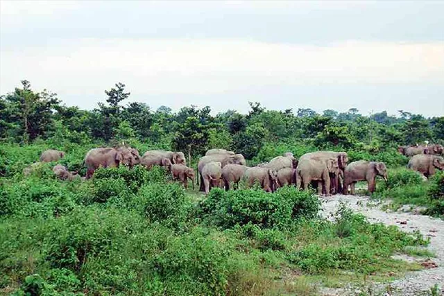 হাতির হানায় রাতের ঘুম উড়েছে বনকর্মীদের