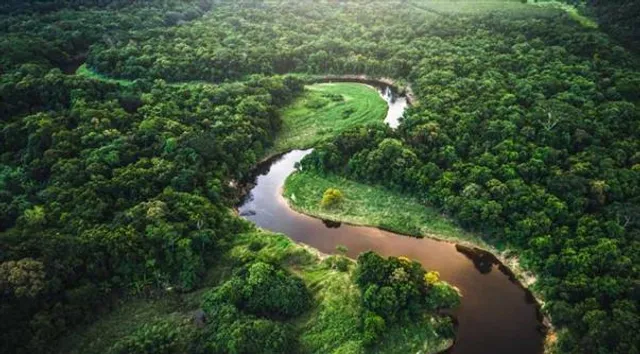 কেটে সাফ অ্যামাজনের জঙ্গল, চিন্তায় পরিবেশবিদরা