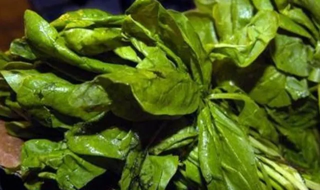 বিষাক্ত পালং শাক খেয়ে অস্ট্রেলিয়ায় অসুস্থ ৯