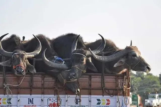 পাচার হওয়ার আগেই একাধিক মোষ উদ্ধার করল পুলিশ