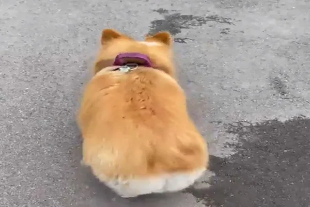 কুকুরের এমন হাঁটা দেখলে হেসে ফেলবেন আপনিও