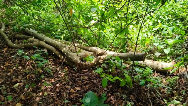 পুলিশের বাগানের ঠিক পাশে দিনের আলোয় চলছে গাছ কাটা, তদন্তে নেমেছে পুলিশ