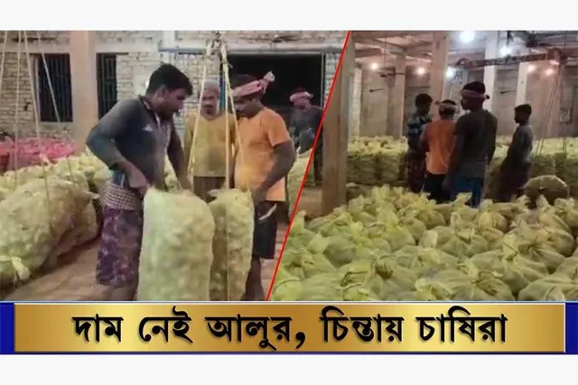 দাম নেই আলুর, চিন্তায় চাষীরা