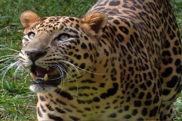 জোরহাটে আচমকা চিতাবাঘের হামলা