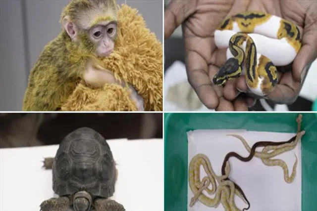 অবৈধভাবে পাচারের আগেই উদ্ধার একাধিক পশু