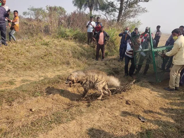 নতুনডিহি গ্রামে ধরা পড়লো আফ্রিকান স্ট্রিপেড হায়না