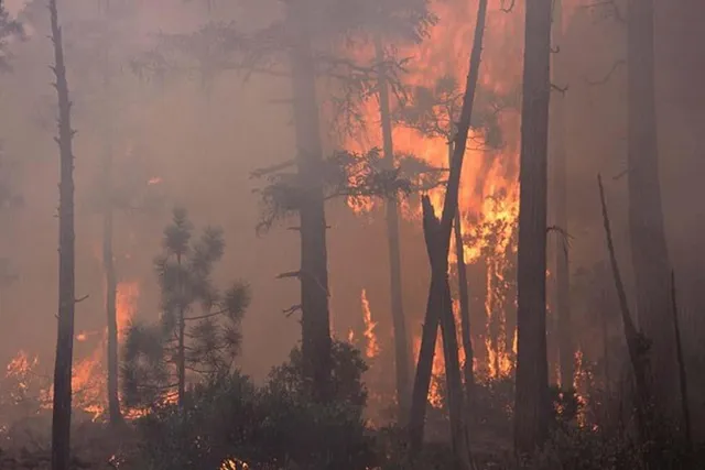 আগুন লাগল বনে, পুড়ে ছাই ৯০০ হেক্টর জমি